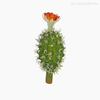 Thumb 1 do produto Cactus com Flor Artificial - Cores Mistas (4878)