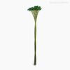 Thumb 1 do produto Flor Seca Espeta Nariz - Verde Escuro (01121810)