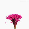 Thumb 3 do produto Sempre Viva Natural Seca - Rosa Escuro (0120088)