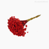 Thumb 4 do produto Sempre Viva Natural Seca - Vermelho (0120086)