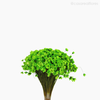 Thumb 3 do produto Sempre Viva Natural Seca - Verde Claro (1200810)