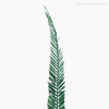 Thumb 3 do produto Palmeira Natural Seca Longa - Verde (01238310)