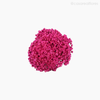 Thumb 4 do produto Buquê de Sempre Viva - Pink (01222014)
