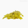 Thumb 5 do produto Pluminha Colorida Seca - Amarelo (01253812)