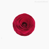 Thumb 4 do produto Flor de Madeira - Camélia P/M Rosa (012573 RS)