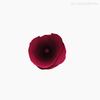 Thumb 4 do produto Flor de Madeira - Lírio Rosa (012575 RS)