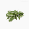 Thumb 4 do produto Galho Euphorbia Artificial (9504)