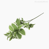 Thumb 3 do produto Galho Euphorbia Artificial (9504)