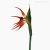 Thumb 4 do produto Galho Strelitzia Artificial G (12839)