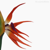 Thumb 5 do produto Galho Strelitzia Artificial G (12839)
