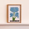 J Borges P - Flor Do Amor Azul Xilogravura + Moldura