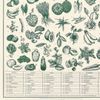 E Arado 42x60cm - Frutas, Legumes e Hortaliças Gravura + Tubo