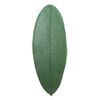 Folha de Latex M - Gameleira Verde