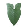 Folha de Latex M - Aninga Verde