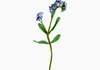 Produto Galho Forget Me Not Artificial - Azul (9440)