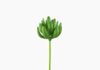 Produto Suculento Artificial - Verde (10811)