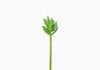 Produto Mini Suculento Artificial - Verde (10814)