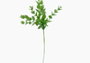 Produto Mini Galho Eucalyptus Pick Artificial - Verde (10825)