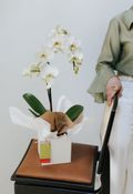 Orquídea Phalaenopsis Cascata + Sacola