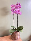 Orquídea Valência