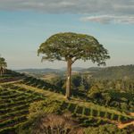 Café Orfeu Varietais Acauã em Cápsulas compatíveis Nespresso® -  10 Cápsulas