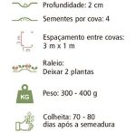 SEMENTE ABOBRINHA MENINA BRASILEIRA H009 TOPSEED