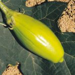 SEMENTE JILO COMPRIDO VERDE CLARO H056 TOPSEED