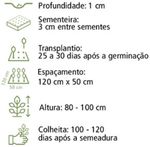 SEMENTE PIMENTA BODE AMARELA H184 TOPSEED