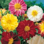 SEMENTE DAHLIA UNWINS DOBRADA SORTIDA F057