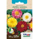 SEMENTE DAHLIA UNWINS DOBRADA SORTIDA F057