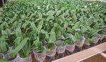 SUBSTRATO ORQUIDEA E ANTURIO - 25L