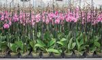 SUBSTRATO ORQUIDEA E ANTURIO - 25L