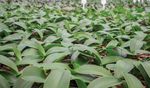 SUBSTRATO ORQUIDEA E ANTURIO - 25L