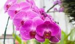 SUBSTRATO ORQUIDEA E ANTURIO - 25L
