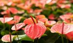 SUBSTRATO ORQUIDEA E ANTURIO - 25L