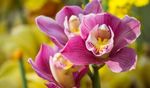 SUBSTRATO ORQUIDEA E ANTURIO - 25L