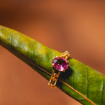 ANEL CICLOS TURMALINA ROSA OVAL OURO AMARELO