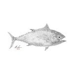 Blackfin Tuna