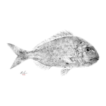 Pargo