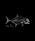 T-Shirt Giant Trevally