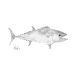 Dogtooth Tuna