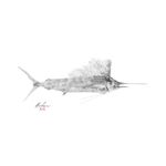 Sailfish