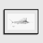 Sailfish