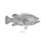 Garoupa | Gyotaku Archive