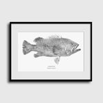 Garoupa | Gyotaku Archive