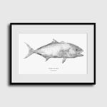 Olho de Boi | Gyotaku Archive
