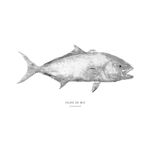 Olho de Boi | Gyotaku Archive