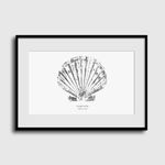 Coquille | Gyotaku Archive