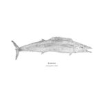 Wahoo | Gyotaku Archive