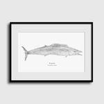 Wahoo | Gyotaku Archive